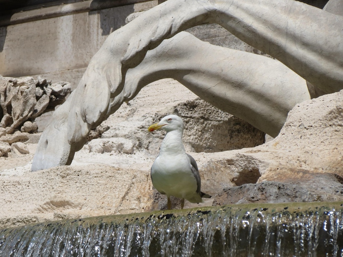 Fontana di Trevi all'alba