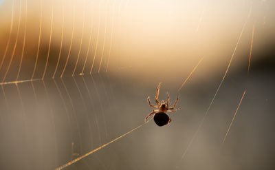 로마 트레비 분수, 6시 또는 밤 11시 방문으로 완벽 경험
